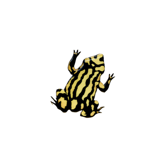 Brooch Southern Corroboree Frog I