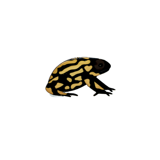 Brooch Southern Corroboree Frog II