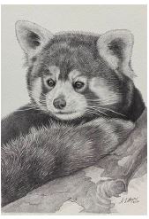 Greeting Card Red Panda