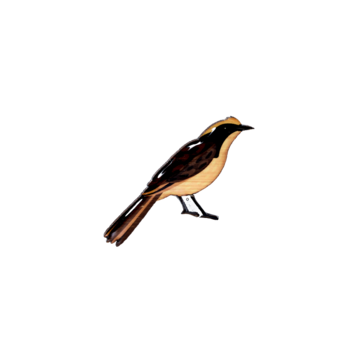 Brooch Helmeted Honeyeater