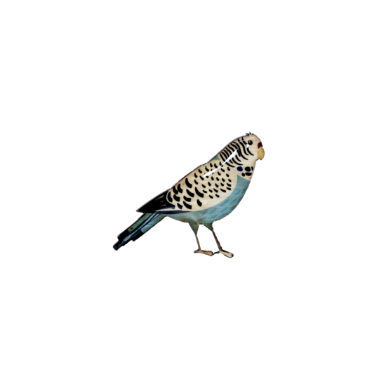 Brooch Budgie