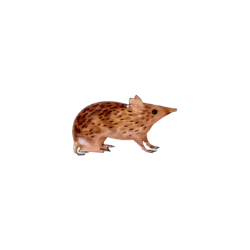 Brooch Eastern Barred Bandicoot