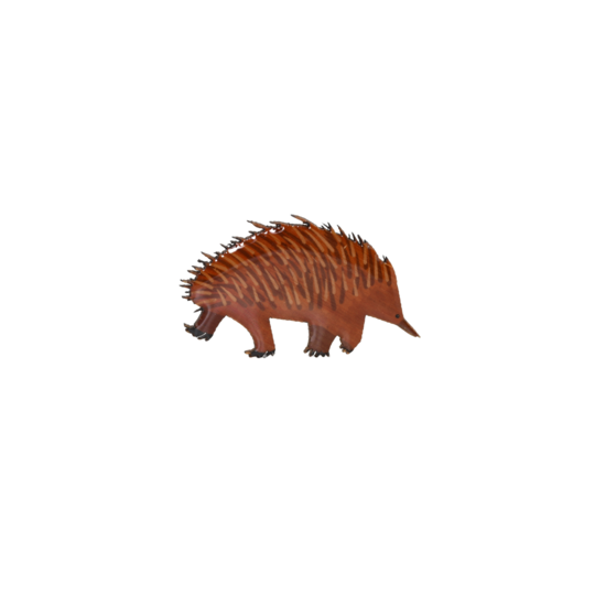 Brooch Echidna